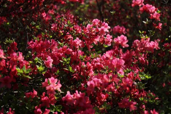 六安市公共机构生活垃圾分类倡议书